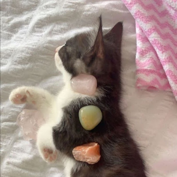 Meet your Posher, Ava - Picture 1 of 1